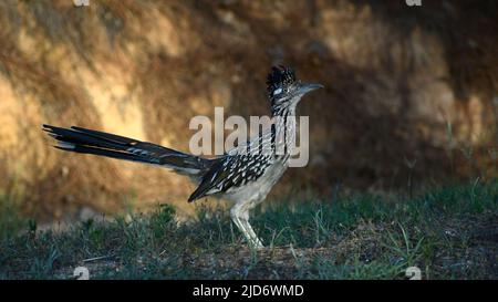 Roadrunner in piedi alla luce del sole Foto Stock