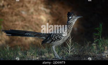 Roadrunner in piedi alla luce del sole Foto Stock