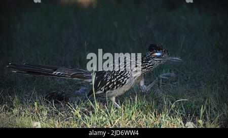 Roadrunner in piedi alla luce del sole Foto Stock