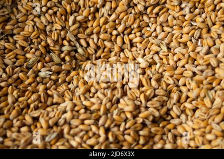 Sfocatura piena di grani di grano, raccolto sfondo con spazio copia, primo piano. Grano ucraino. Crisi alimentare. Cibo biologico. Modello raccolto. Fuori fuoco Foto Stock