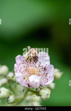 Primo piano di un'ape su un fiore di blackberry con uno sfondo verde sfocato Foto Stock