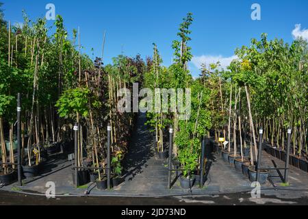 File di alberi giovani in pentole di plastica. File di piantine in vaso di alberi in vivaio di piante. Foto Stock