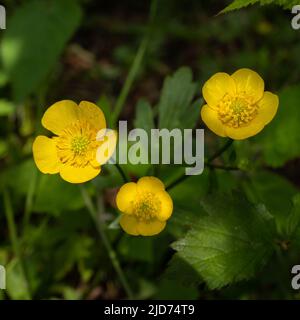 Alpine Wild flower Ranunculus repens (bicchiere strisciante). Biella, Italia. Foto scattata ad un'altitudine di 1100 metri nel sottobosco. Foto Stock