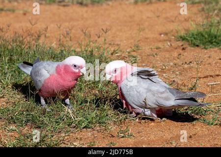 Maschio (L) e femmina rosa e Galah Grigio che si nutrono di semi di erba Foto Stock