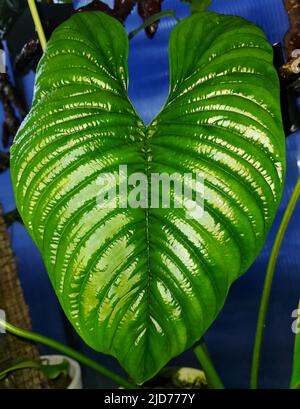 Una brillante forma a foglia ovale di Philodendron Furcatum, una rara casalinga Foto Stock