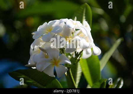 Bianco Plumeria rubra fiori in primo piano. Fiore Frangipani. Plumeria pudica fiori bianchi fioriti, con foglie verdi di fondo. Foto Stock