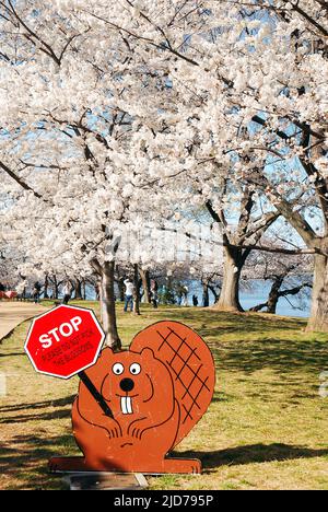 Una mascotte castoro del festival avverte i visitatori di non danneggiare i ciliegi a Washington, DC Foto Stock