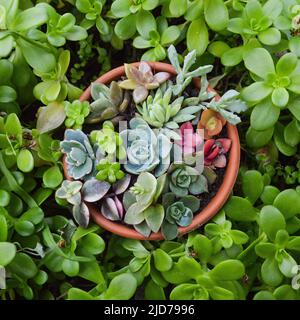 mini giardino di varietà di succulenti in una pentola Foto Stock