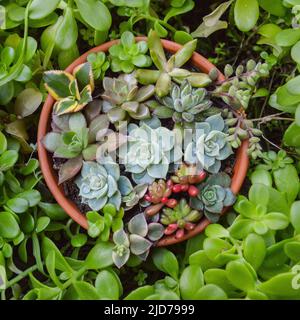 mini giardino di varietà di succulenti in una pentola Foto Stock