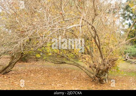 parco albero in autunno Foto Stock