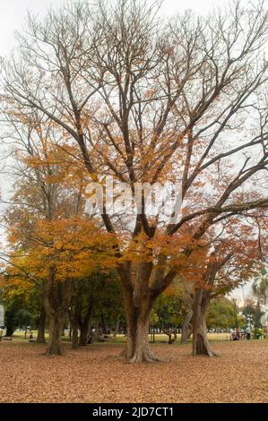 parco alberi in autunno Foto Stock