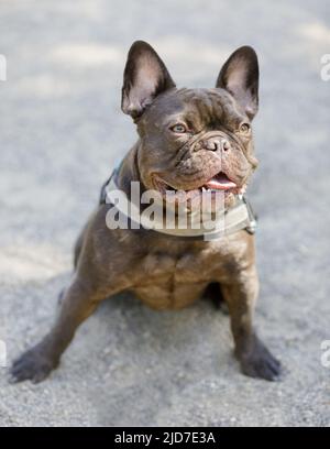 Expressive Chocolate French Bulldog seduta con lingua fuori. Parco per cani al guinzaglio nella California settentrionale. Foto Stock