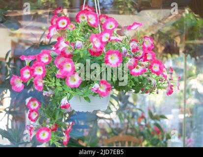 Primo piano di una pianta di Petunia con fiori rosa mescolati al bianco. Concetto di cura di Petunia Foto Stock