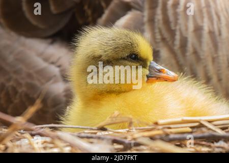 Nuovo nato gosling di un'oca canadese Foto Stock