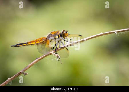 Quattro spotted Chaser dragonfly [ Libellula quadrimacolata ] su ramoscello/gambo Foto Stock