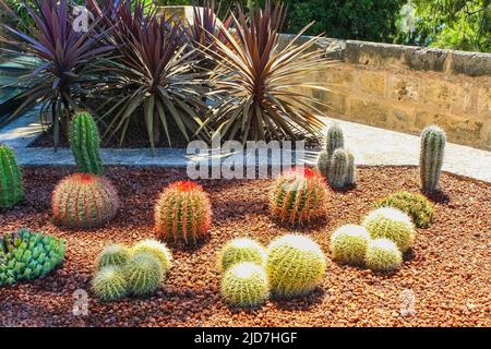 Giardino Cactus di varie tipologie e colori in un ambiente desertico. Foto Stock
