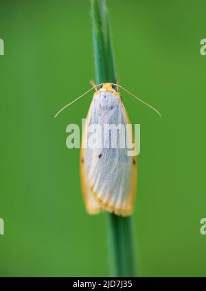 Footman a quattro puntini, cybosia mesomella farfalla insetto seduto sul gambo di erba. Sfondo animale Foto Stock