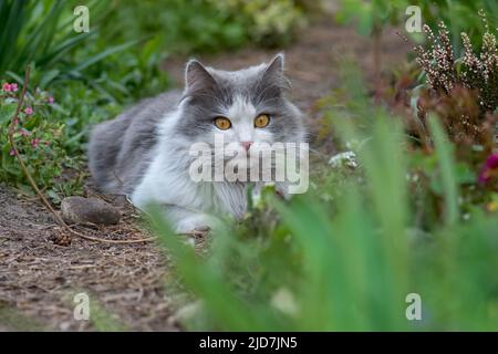 Gatto che giace attraverso un cerotto di fiori. Il gatto è sdraiato in giardino. Gatto piuttosto felice che giace su uno sfondo di piante. Bel gatto in primavera in un flusso Foto Stock