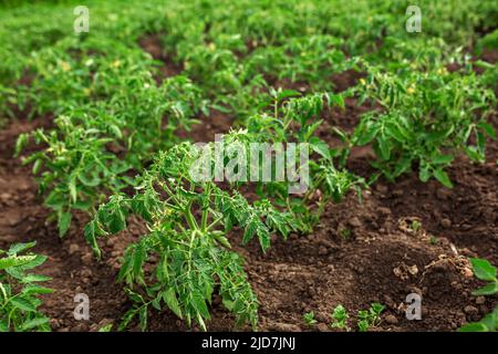 Piantine piantate di pomodori. Orto, agricoltura, rurale, imprese Foto Stock