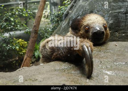 Bradipo su sfondo sfocato, foto con zoom di alta qualità Foto Stock