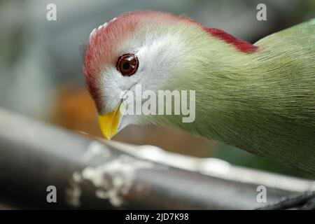 Turaco con cresta rossa su sfondo sfocato, foto con zoom di alta qualità Foto Stock