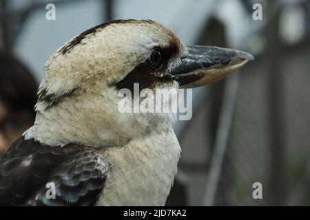 Ridere kookaburra su uno sfondo sfocato, con zoom di alta qualità Foto Stock