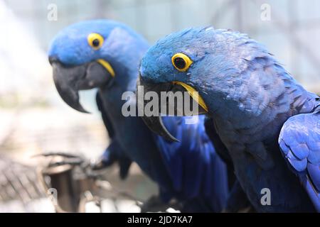 Un paio di pappagalli di Hyacinth Macaw su sfondo sfocato, foto con zoom di alta qualità Foto Stock