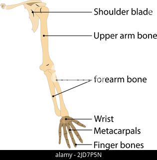 osso umano della mano. su sfondo bianco. illustrazione vettoriale Illustrazione Vettoriale