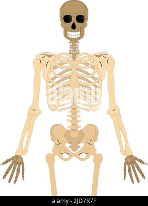 ossa umane scheletriche isolate su sfondo bianco. Illustrazione vettoriale. Illustrazione da vettore circa scienza e medico. Illustrazione Vettoriale