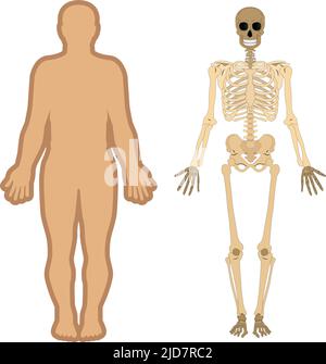 Set di illustrazioni piatte del corpo umano e del sistema scheletrico. Silhouette del corpo, scheletro e ossa all'interno del corpo. Materiali didattici per l'anatomia. Illustrazione Vettoriale