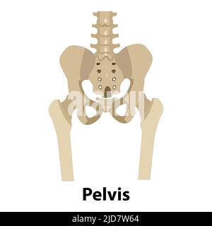 Anatomia dello scheletro umano, vettore delle ossa del bacino. Corpo struttura elemento isolato. Illustrazioni mediche. Pelvi Illustrazione Vettoriale