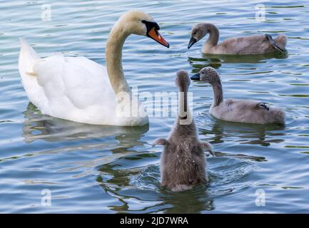 Monaco di Baviera, Germania. 19th giugno 2022. Un cigno nuota con i suoi giovani sul lago Kleinhesseloher. Credit: Peter Kneffel/dpa/Alamy Live News Foto Stock