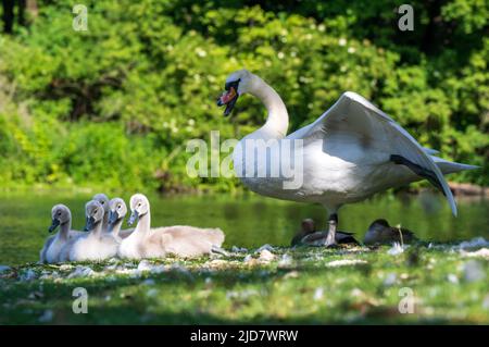 Monaco di Baviera, Germania. 19th giugno 2022. Un cigno custodisce i suoi cinque giovani sulla riva di Kleinhesseloher vedere, riscaldarsi al sole. Credit: Peter Kneffel/dpa/Alamy Live News Foto Stock