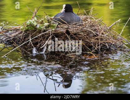 Monaco di Baviera, Germania. 19th giugno 2022. Nelle ore mattutine, nelle acque di Kleinhesseloher See, si trova un gallo nel suo nido. Credit: Peter Kneffel/dpa/Alamy Live News Foto Stock