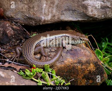 Pista d'acqua orientale australiana, Eulamprus quoyii, adagiata su rocce basaltiche tra la foresta pluviale e la fonte d'acqua. Tamborine Mountain, Queensland,. Foto Stock