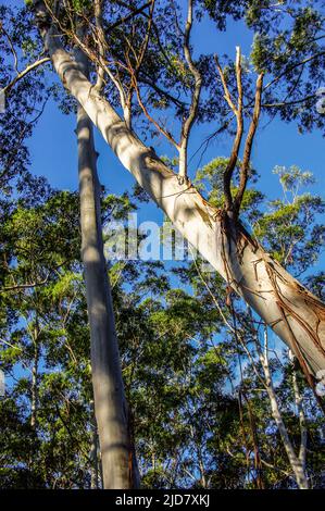 Guardando in su attraverso la baldacchino della foresta pluviale subtropicale con tronchi d'argento di 2 alberi allagati pendenti di gomma, Eucalyptus grandis, Queensland, Australia. Foto Stock