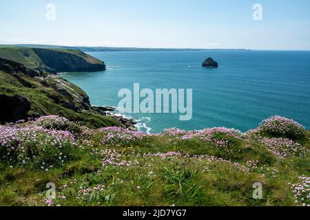 South West Coast Path, Trebarwith, North Cornwall. Vista della costa con Gull Rock e palestre di rosa di mare (Armeria Maritima) in primo piano. Foto Stock