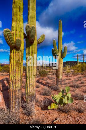 Bellissimi e molto vecchi esemplari di cactus di Saguaro (Carnegiea gigantea) nel Monumento Nazionale di Organ Pipe Cactus, Arizona meridionale. Foto Stock