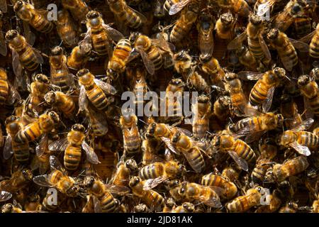 Colonia di api miele occidentale full frame close up come sfondo Foto Stock