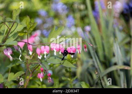 Un'ape di legno blu grande cerca polline su un fiore di cuore, Lamprocapnos spectabilis. Foto Stock