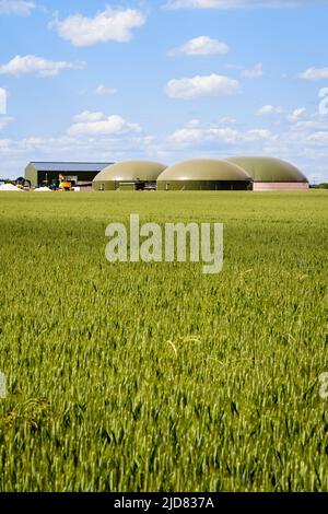 Vista generale di una pianta di biogas con tre digestivi in un campo di grano verde nella campagna sotto un cielo blu con nuvole bianche. Foto Stock