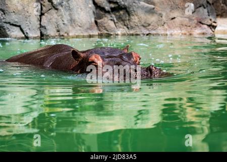 Ippopotamo parzialmente sommerso al Cheyenne Mountain Zoo di Colorado Springs Foto Stock