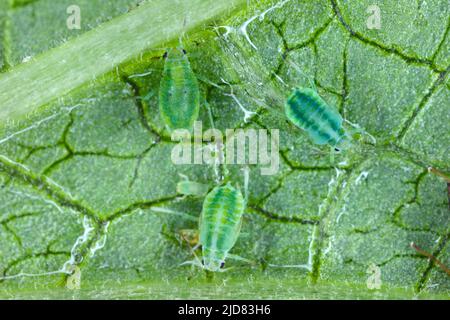 Willow carota apide, Cavariella aegopodii su una foglia. Foto Stock