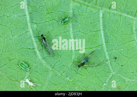 Willow carota apide, Cavariella aegopodii su una foglia. Foto Stock