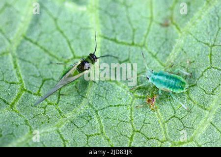 Willow carota apide, Cavariella aegopodii su una foglia. Foto Stock