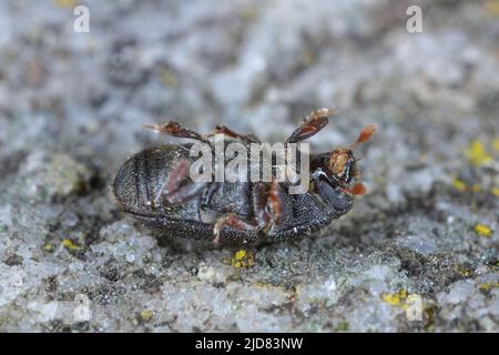 Colytus intricatus, primo piano estremo Foto Stock