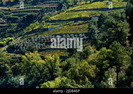 Vigneto Porto sulle colline della Valle del Douro vicino a Pinhao, Porto, Portogallo Foto Stock