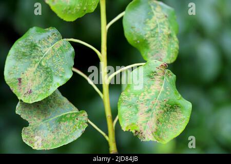 Macchia nera di pera, macchia di pera una malattia fungina di pera causata da Venturia pirina. Sintomi su foglie di albero di pera. Foto Stock