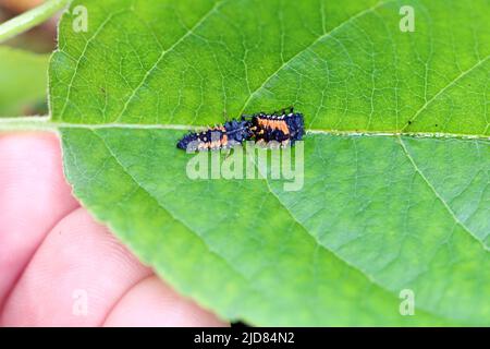 Larva di Harmonia axyridis mangiare un'altra larva della stessa specie - comportamento cannibalista. Comunemente noto come harlequin. Foto Stock