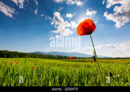 campo verde di papavero fiorente in una giornata di sole. meraviglioso paesaggio primaverile sulle montagne carpazi. bellissimo sfondo naturale con fiori rossi Foto Stock